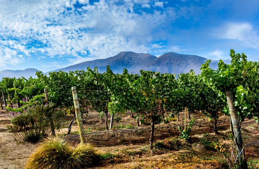 aree di produzione vini cileni