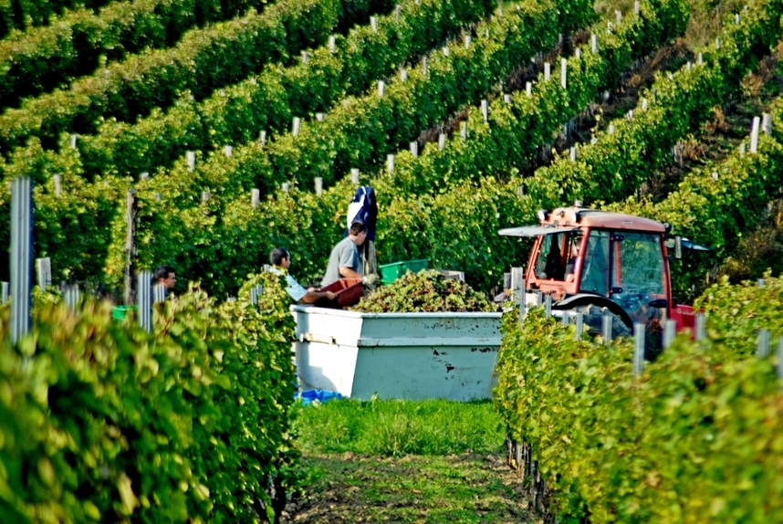 tokaj e le zone vinicole in ungheria